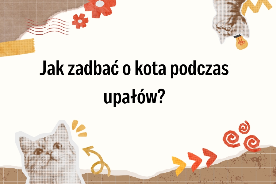 Jak pomóc kotu podczas upałów?