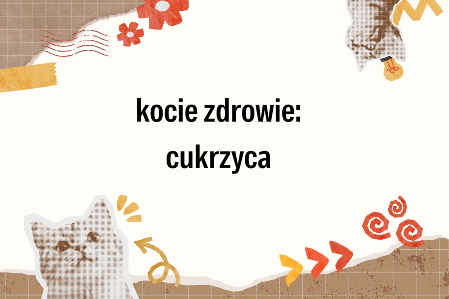 kocie zdrowie: cukrzyca u kota
