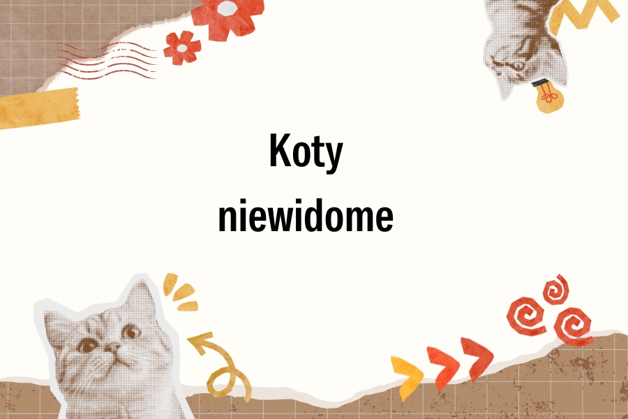 kot niewidomy