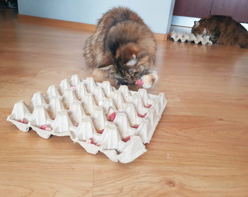 Wytłaczanka – prosty sposób na zabawę z kotem